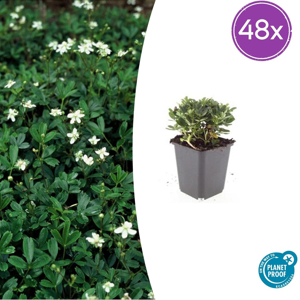 48x Potentilla tridentata 'Nuuk' - ↕10-25cm - Ø9cm