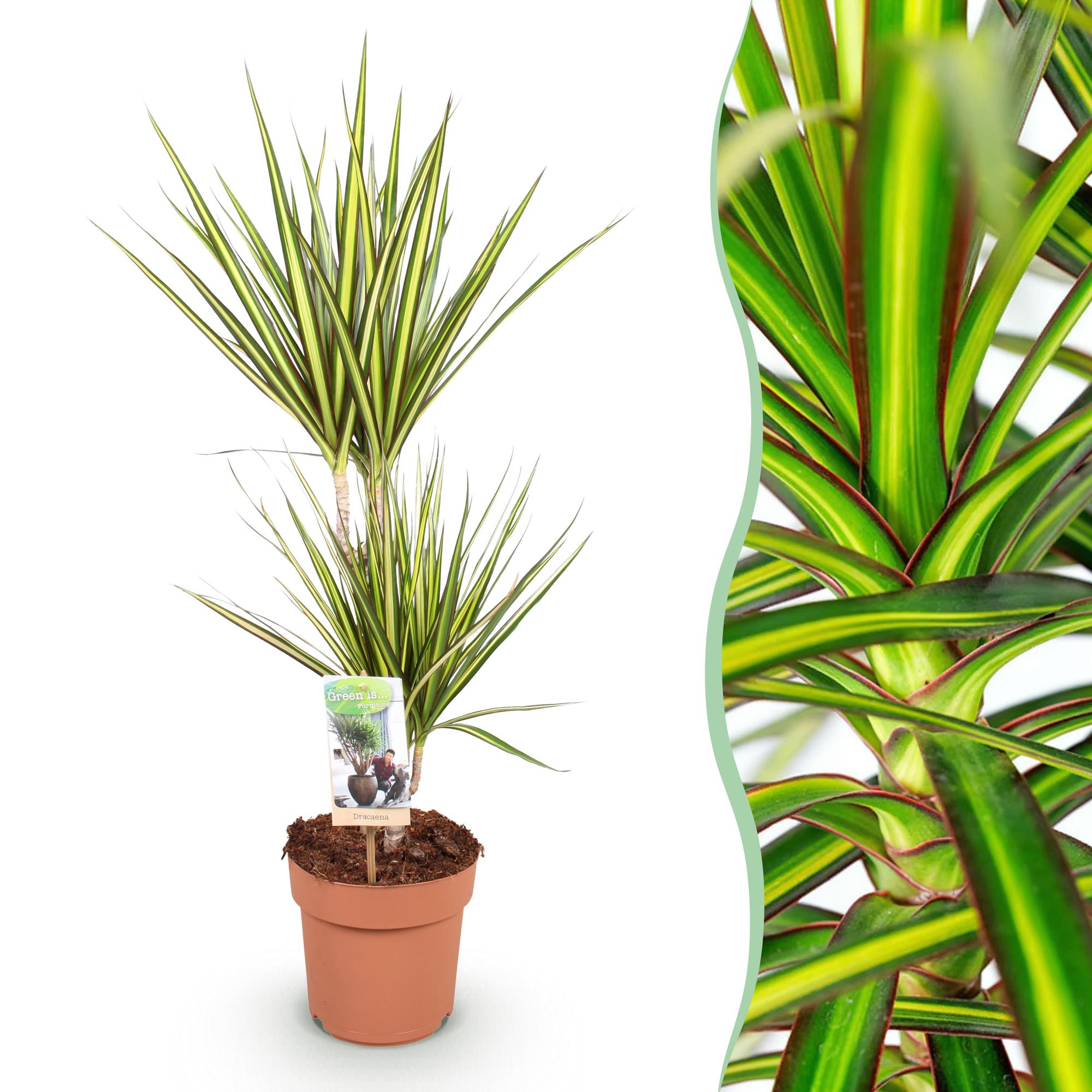 Green BoutiQ - Green is... Kamerplanten - Dracaena Sunray - Drakenbloedboom - Weinig onderhoud - Groen - 1 Plant - Pot 17cm - Hoogte 70-75cm
