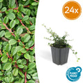 24x Cotoneaster pr. 'Streib's Findling' - ↕10-25cm - Ø9cm