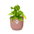 Philodendron Scandens ‘Brasil’ in ELHO Vibes Fold 14cm roze