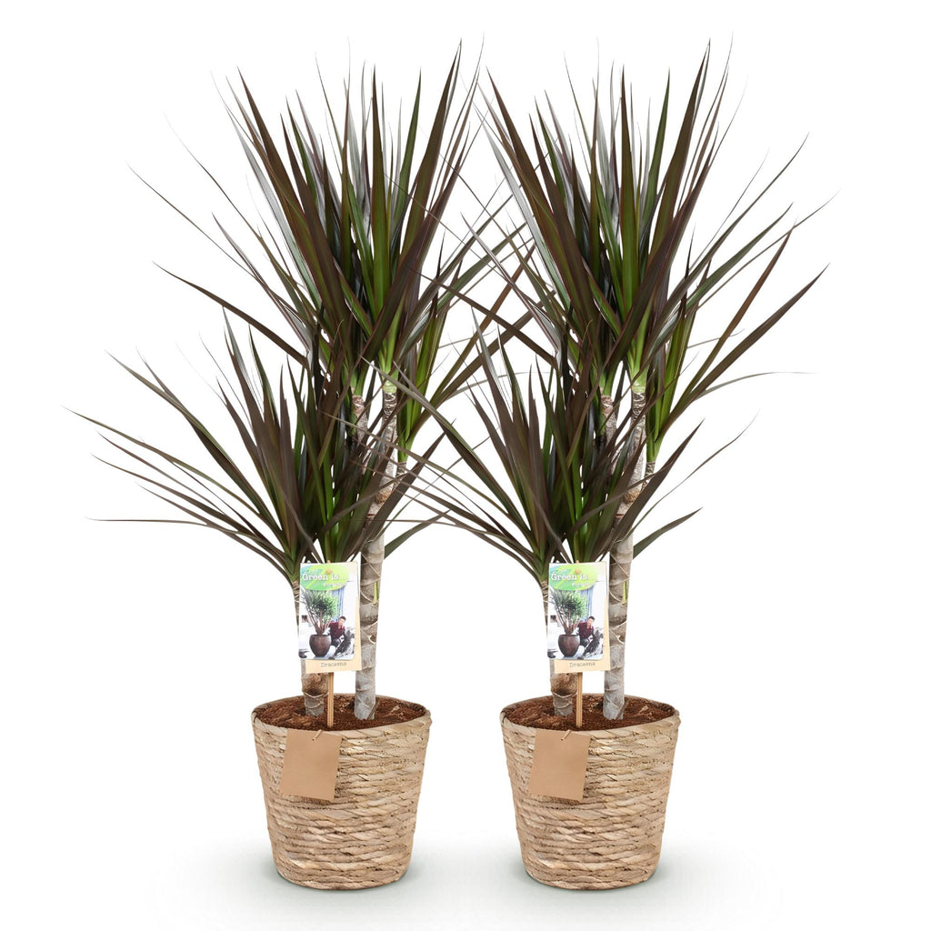 Green BoutiQ - Green is... Kamerplanten - Dracaena Magenta - Drakenbloedboom - Weinig onderhoud - met mand - Groen - 2 Planten - Pot 17cm - Hoogte 70-80cm