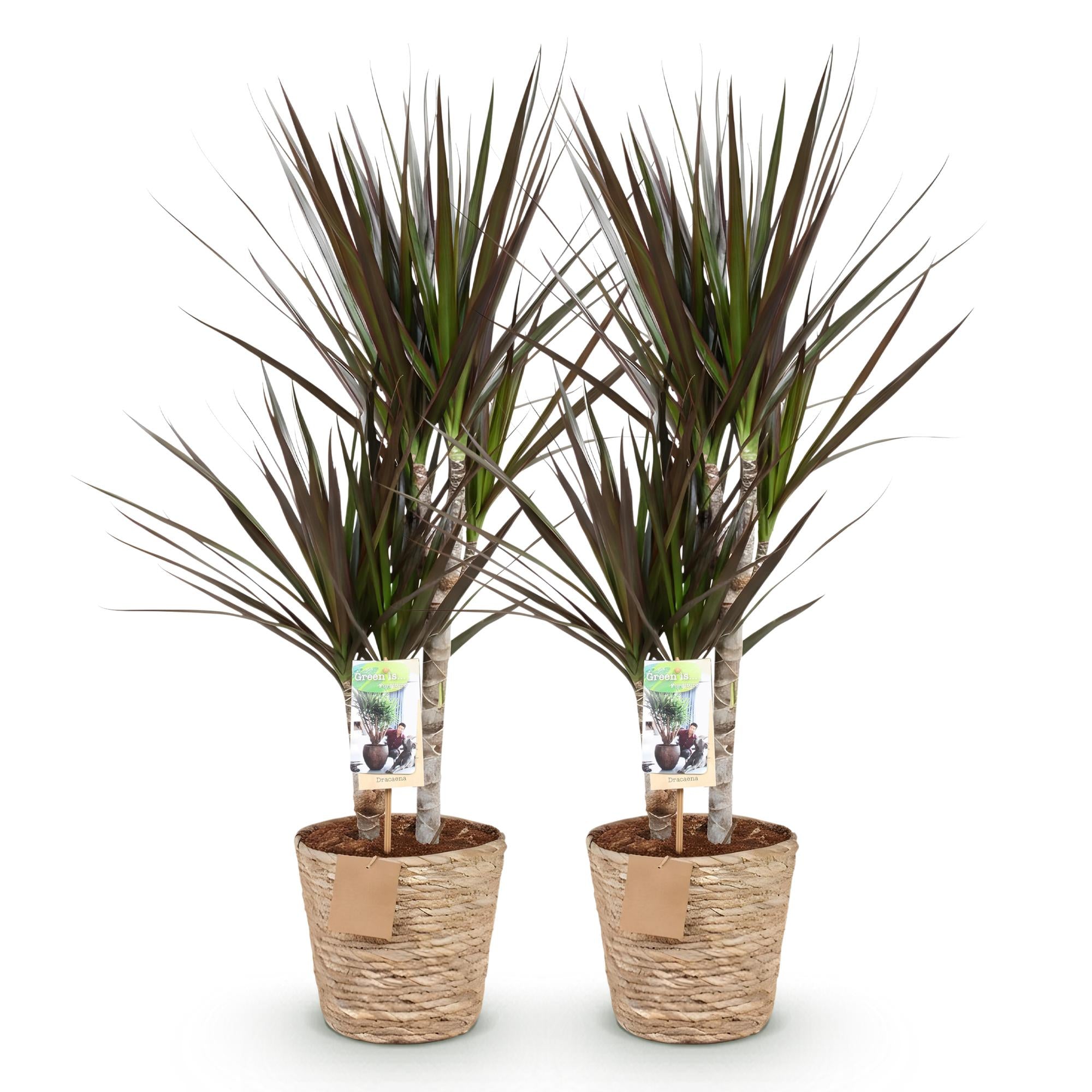 Green BoutiQ - Green is... Kamerplanten - Dracaena Magenta - Drakenbloedboom - Weinig onderhoud - met mand - Groen - 2 Planten - Pot 17cm - Hoogte 70-80cm