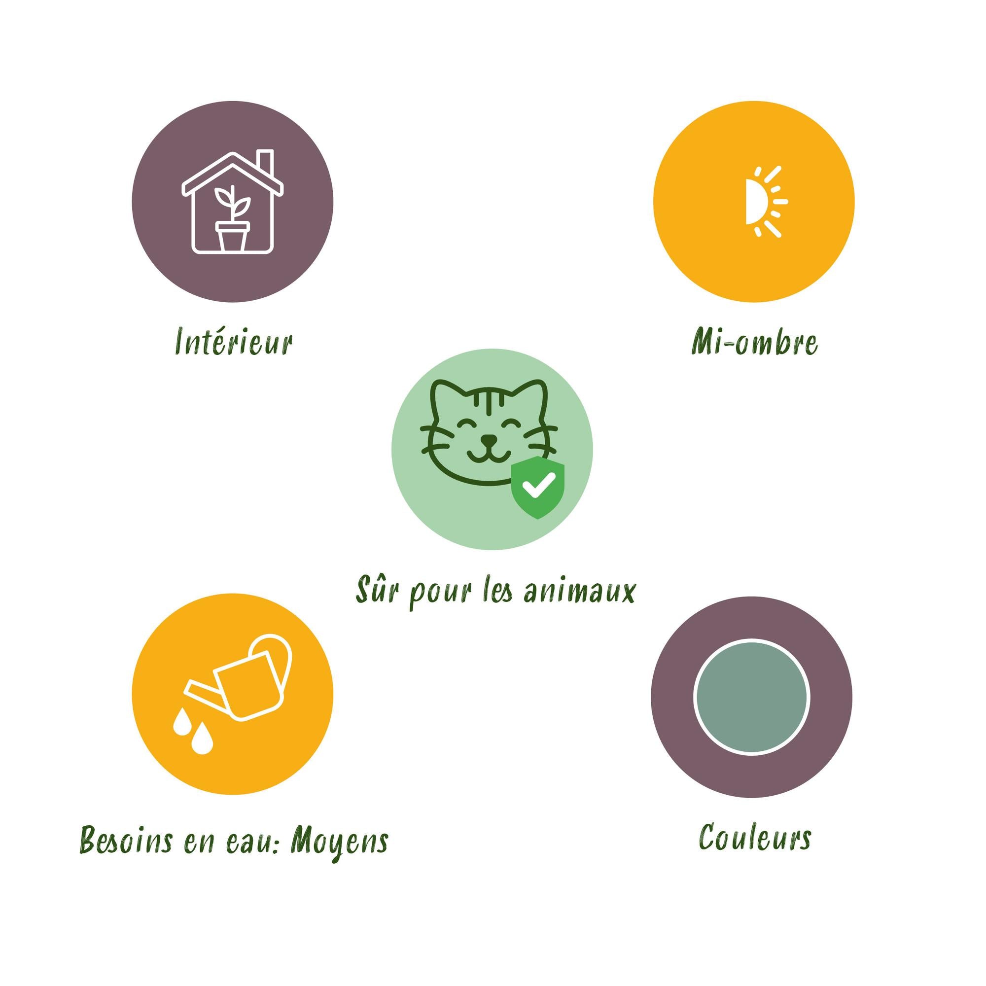 Green boutiQ - Kamerplant - Phlebodium aureum Blue Star - Blauwe Varen - Huisdiervriendelijk - Blauw - 4 Planten - Pot 12cm - Hoogte 25-30cm