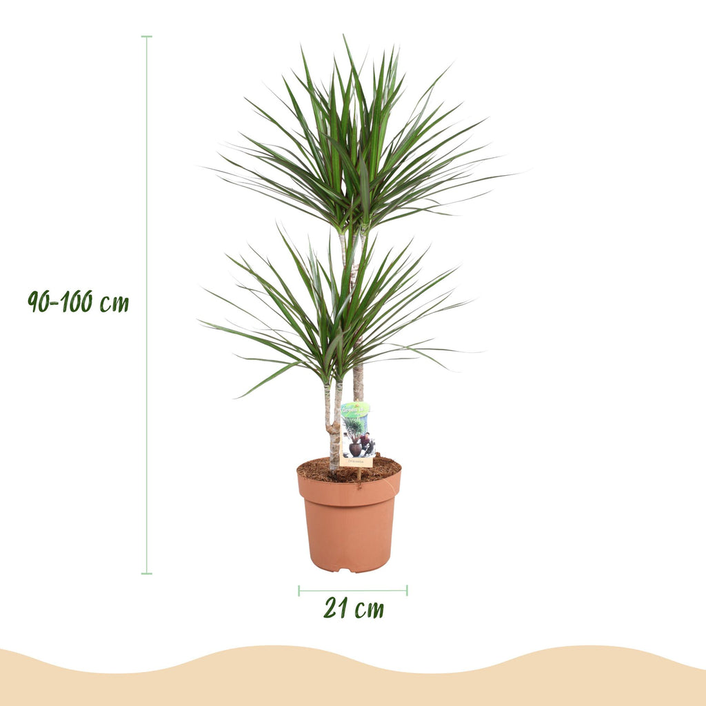 Green BoutiQ - Green is... Kamerplanten - Dracaena Marginata - Drakenbloedboom - Weinig onderhoud - Groen - 1 Plant - Pot 21cm - Hoogte 90-100cm
