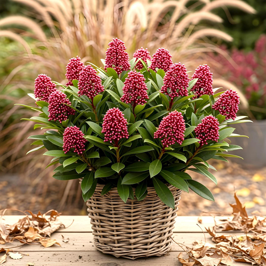 1x - Terrasplant - Skimmia japonica Rubella - Bloem Rood - 40+ Bloemen - 1 Plant - Winterhard - Pot 19cm Hoogte 60cm