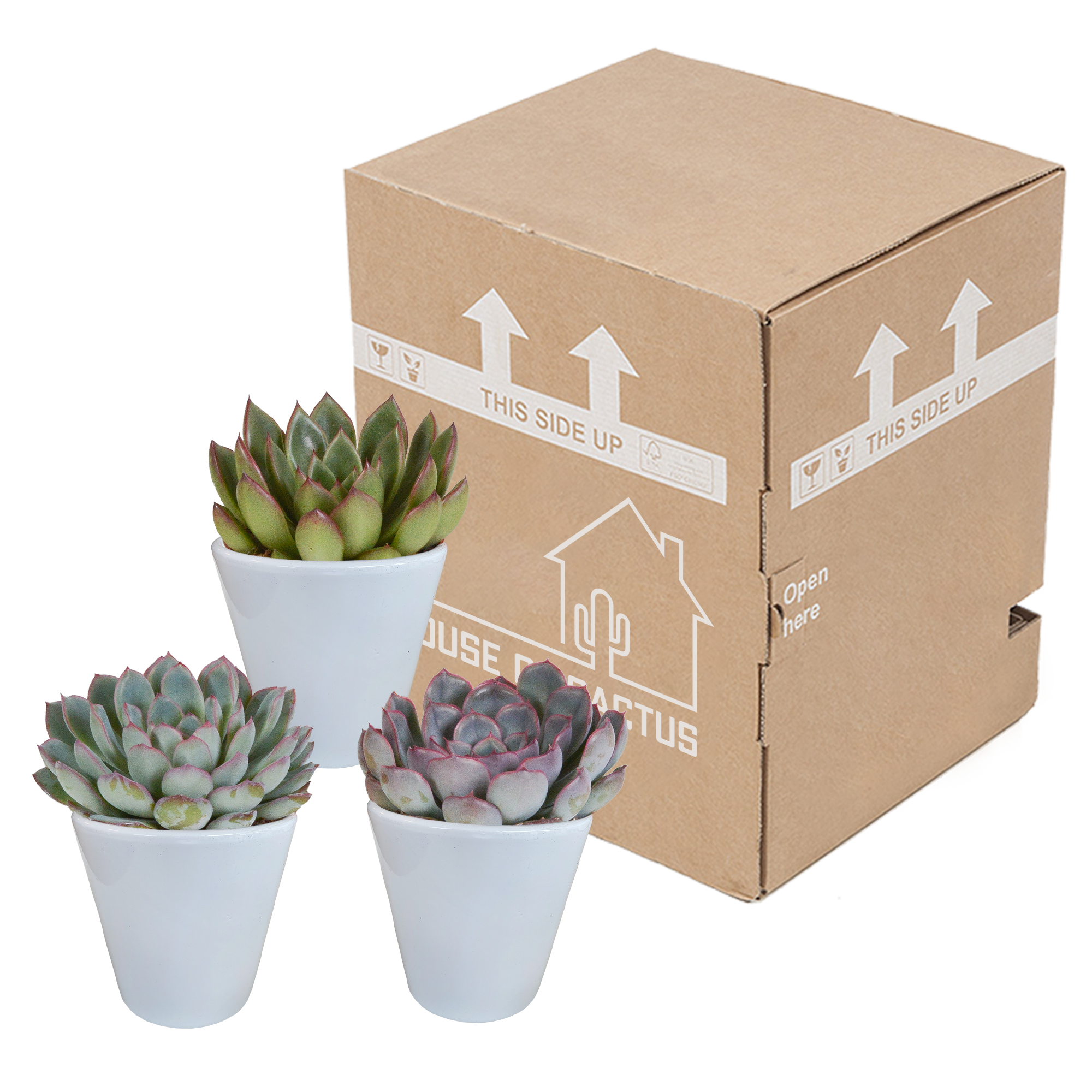 Echeveria mix 8.5 cm - 3x - in witte pot