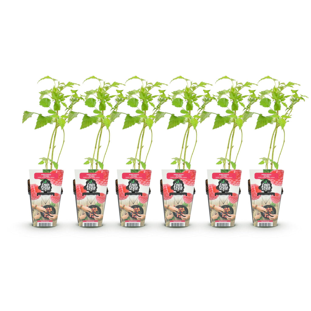 Green boutiQ - Fruitplanten - Framboos - Rubus idaeus Heritage - Winterhard - 6 Planten - Pot 9 cm - Rode Framboos