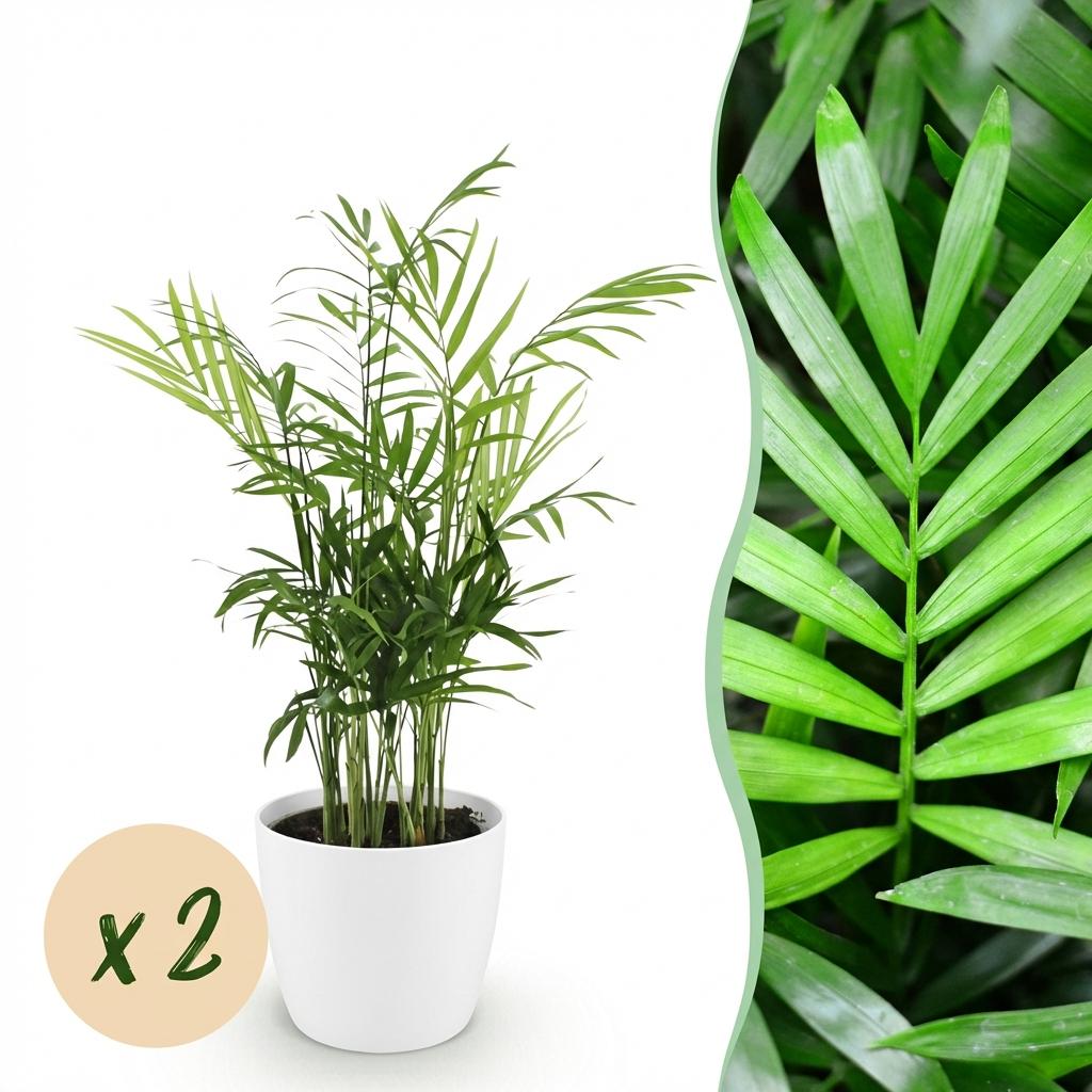 Green boutiQ - Kamerplant - Chamaedorea elegans - Goudpalm - Huisdiervriendelijke Plant - Groen - 2 Planten - met Potter Wit - Pot 12cm - Hoogte 15cm