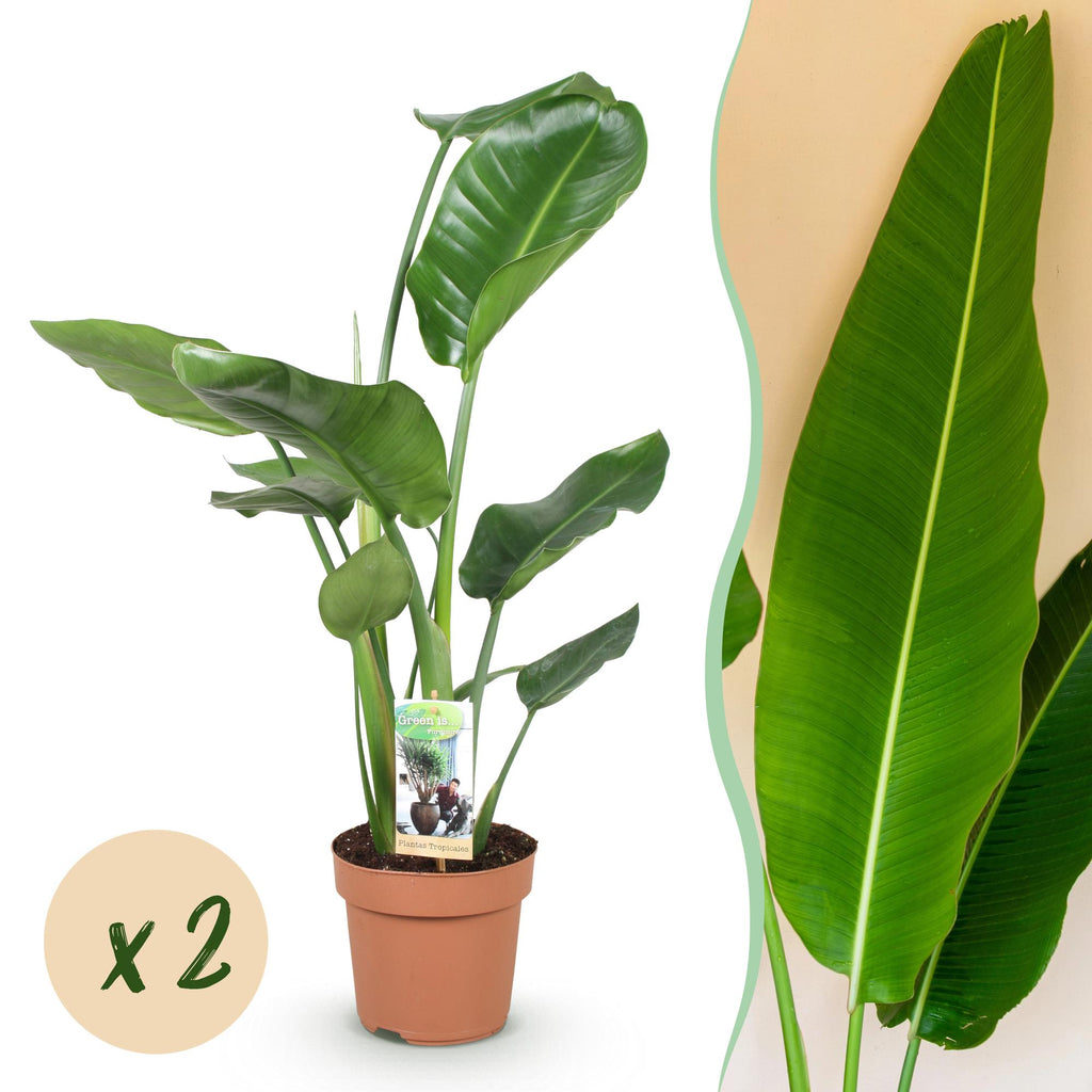 Green BoutiQ - Green is... Kamerplanten - Stelitzia Nicolai - Paradijsvogelbloem - Weinig onderhoud - Groen - 2 Planten - Pot 17cm - Hoogte 70-90cm