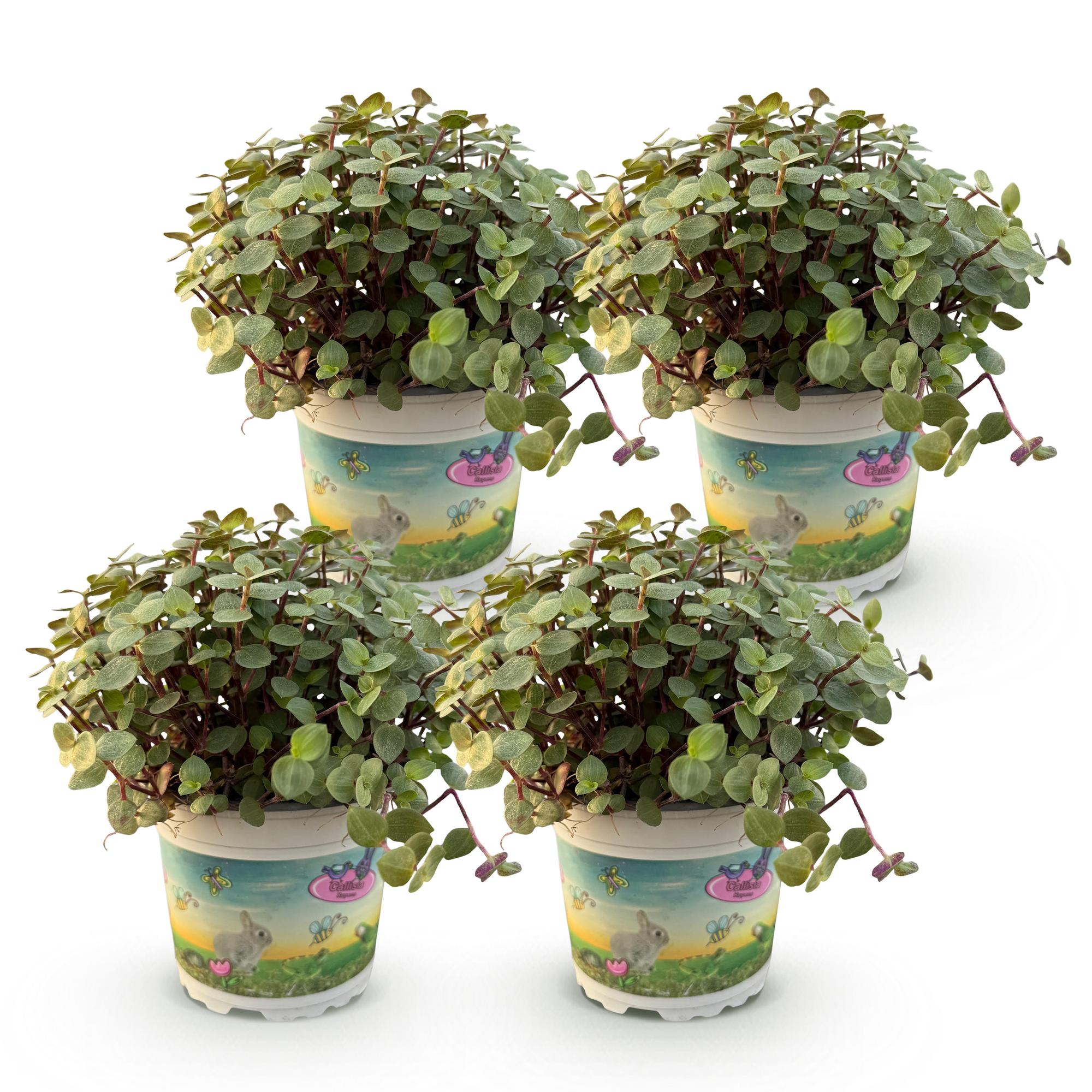 Green boutiQ - Kamerplant - Calissia repens - Kattengras - Huisdiervriendelijk - Groen - 4 Planten - Pot 12cm - Hoogte 17-20cm