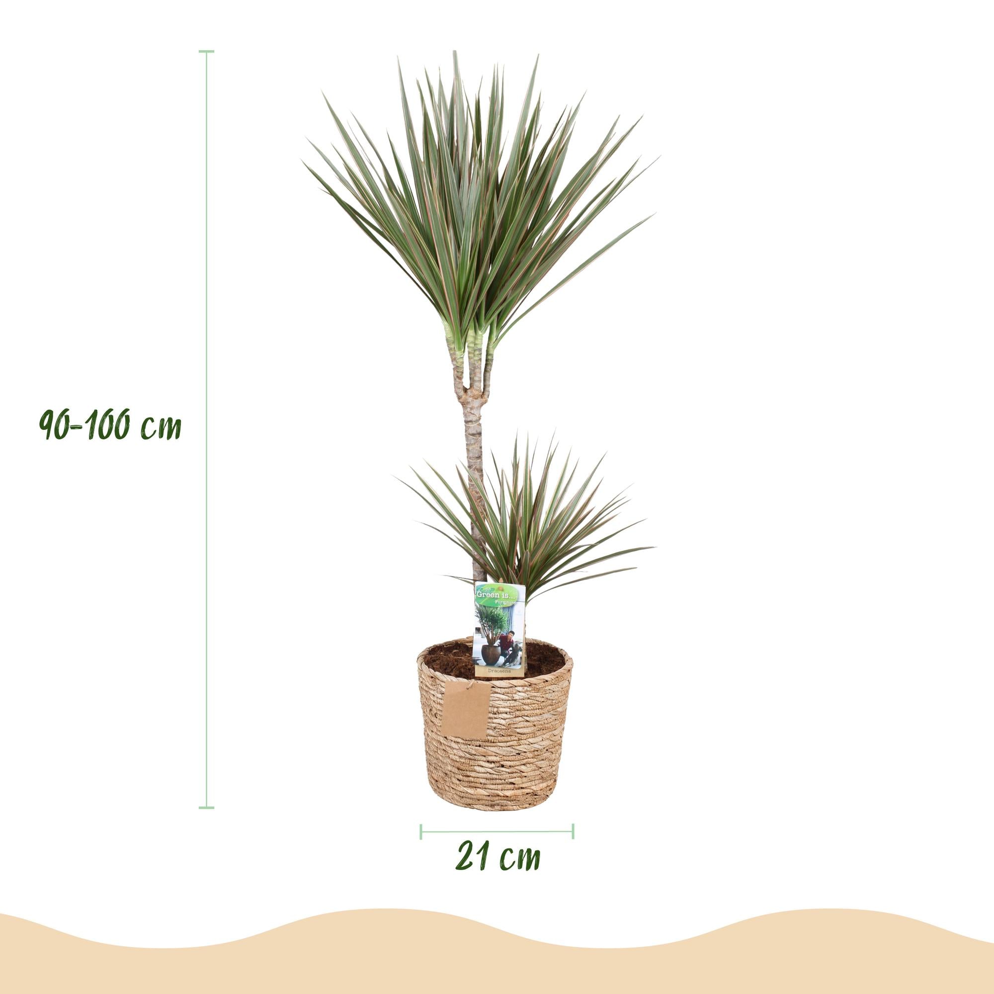 Green BoutiQ - Green is... Kamerplanten - Dracaena Marginata Bicolor - Drakenbloedboom - Weinig onderhoud - met mand - Groen - 1 Plant - Pot 21cm - Hoogte 90-100cm