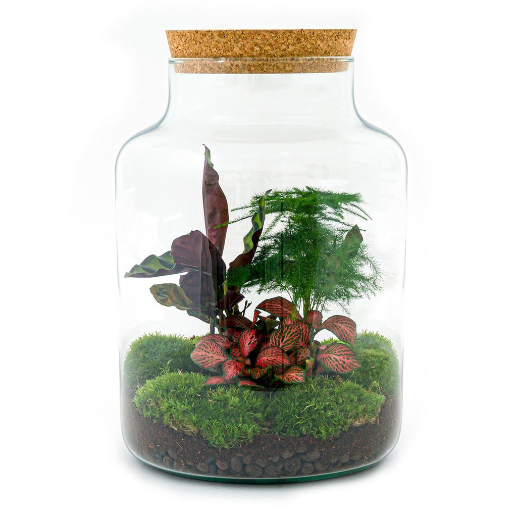 DIY Planten terrarium met licht - Milky - Ø 21 cm ↑ 30 cm - Rake + Shovel + Tweezer + Scissors
