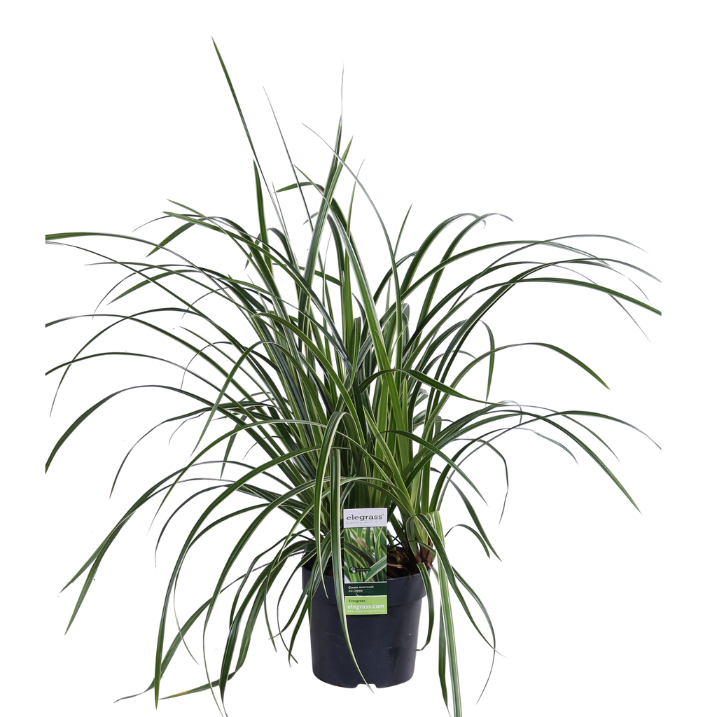 3x - Carex morrowii 'Ice Dance' - ↨30cm - Ø14