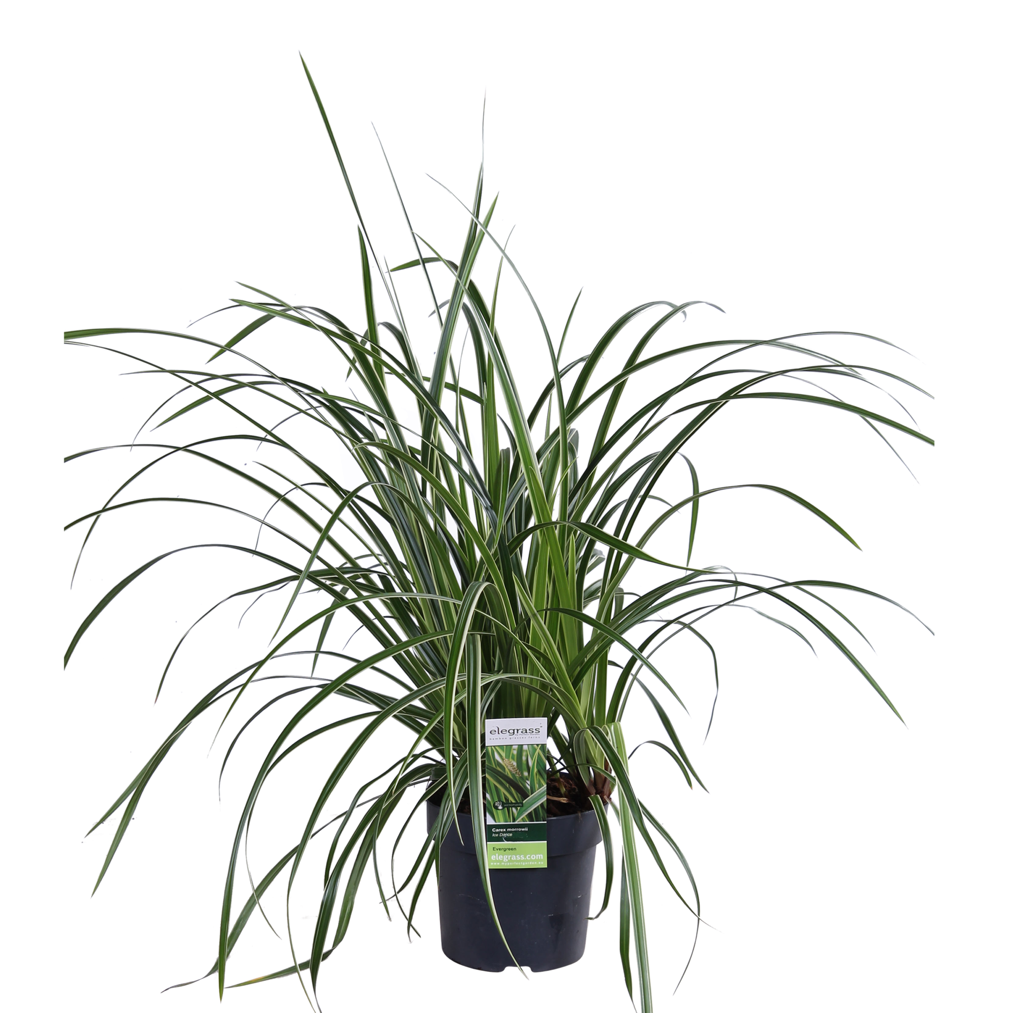3x - Carex morrowii 'Ice Dance' - ↨30cm - Ø14