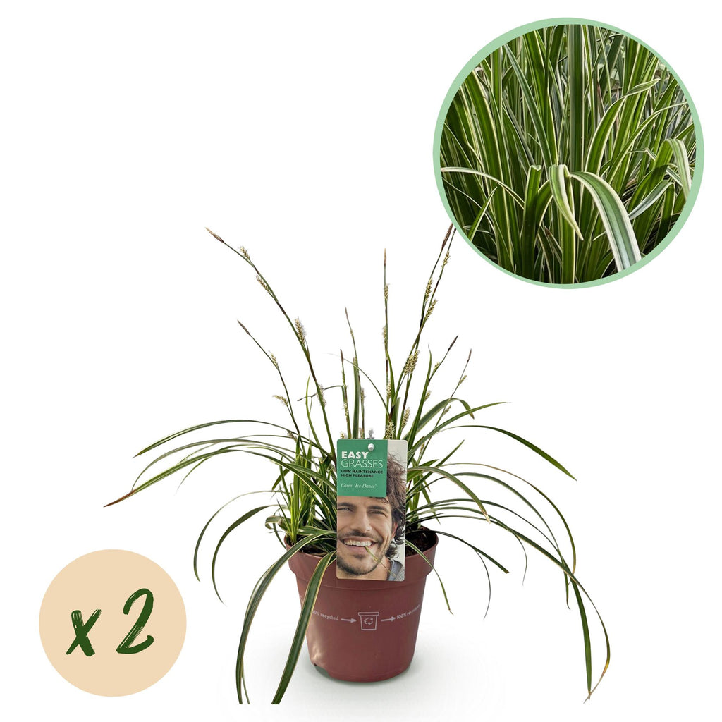 Green boutiQ - Siergrassen - Carex morrowii Ice Dance  - Wit & Groen - 2 Planten - Bladhoudend - Weinig Onderhoud - Pot 17cm Hoogte 50cm