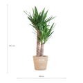Yucca Elephantipes met Sofia mand naturel - 90cm - Ø21