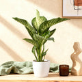 Green BoutiQ - Kamerplanten - Diefenbachia Tropic Snow - Dieffenbachia - Weinig onderhoud - Groen - 1 Plant - met Potter Wit - Pot 21cm - Hoogte 90-100cm