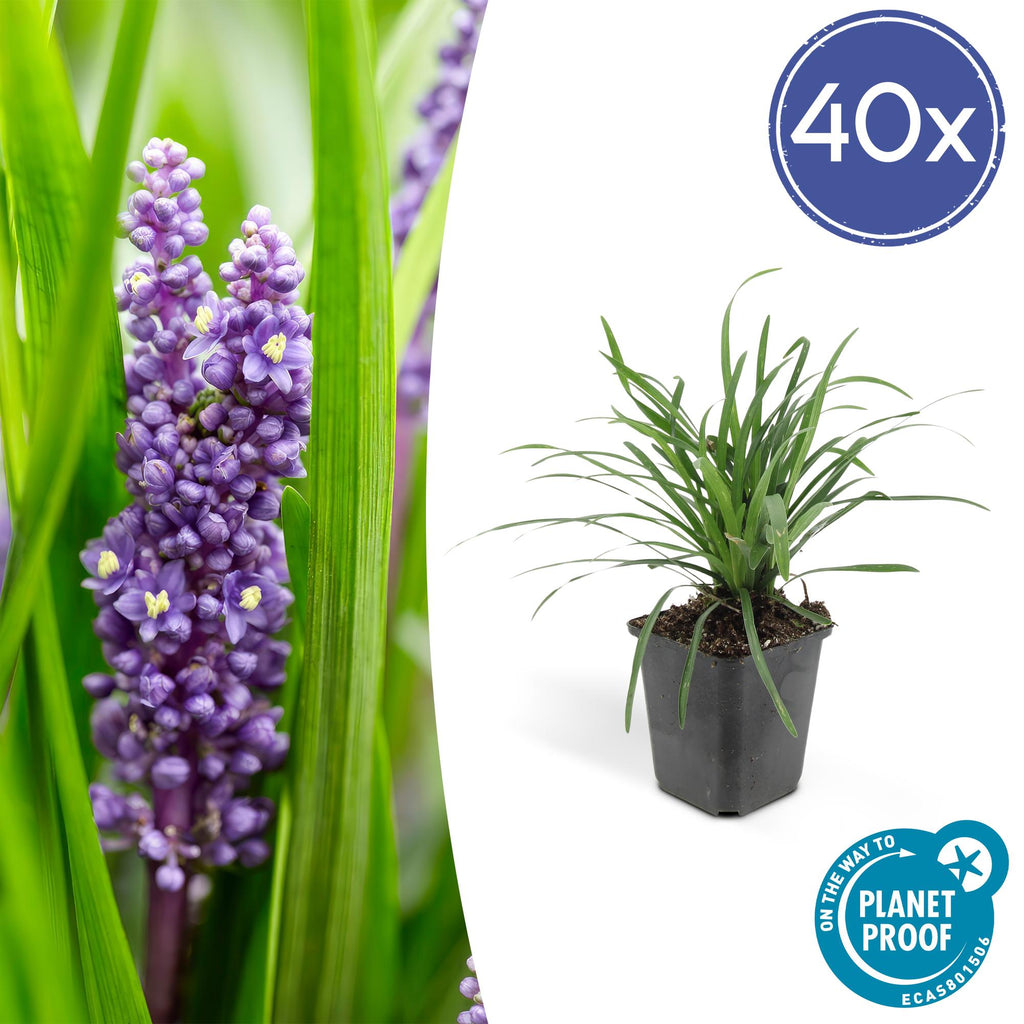40x Liriope muscari 'Big Blue' - ↕10-25cm - Ø9cm