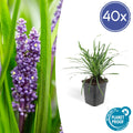 40x Liriope muscari 'Big Blue' - ↕10-25cm - Ø9cm