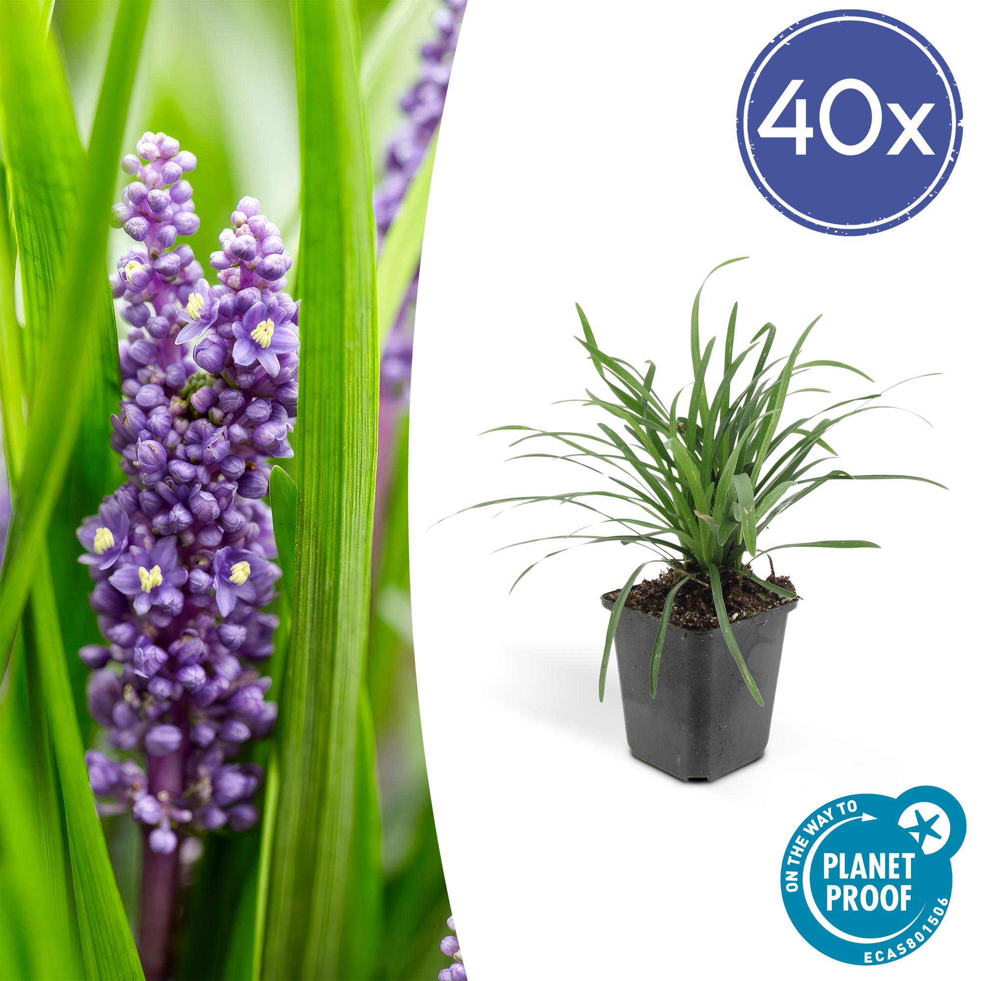 40x Liriope muscari 'Big Blue' - ↕10-25cm - Ø9cm