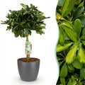 Green boutiQ - Kamerplanten - Schefflera Gold Capelle - Vingerboom - Weinig onderhoud - Groen - goud - 1 Plant - met Potter Grijs - Pot 21cm - Hoogte 70-80cm