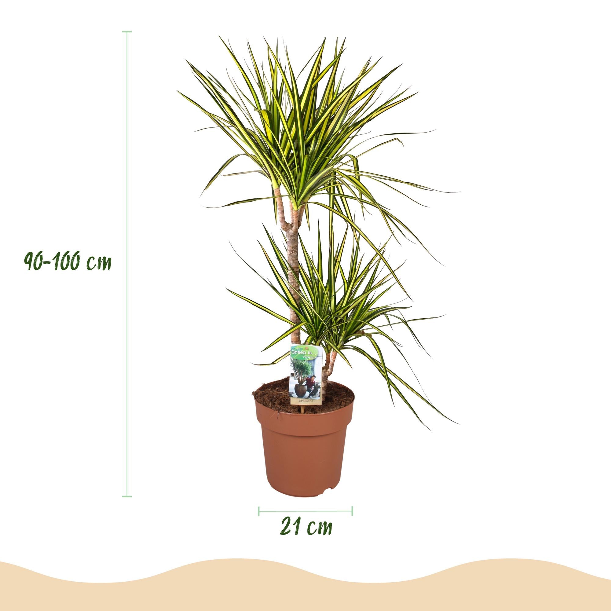 Green BoutiQ - Green is... Kamerplanten - Dracaena Sunray - Drakenbloedboom - Weinig onderhoud - Groen - 1 Plant - Pot 21cm - Hoogte 90-100cm