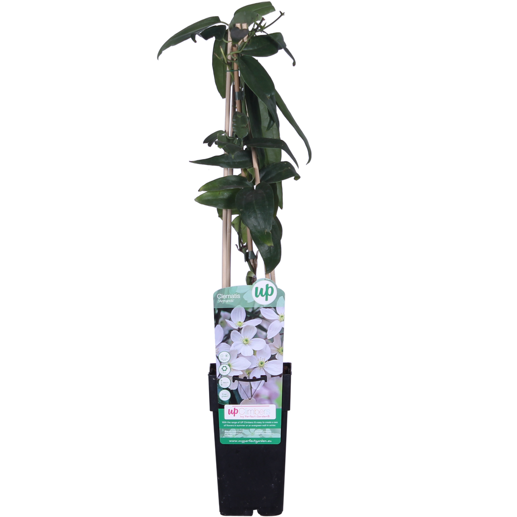 Clematis armandii - Groenblijvende Clematis Wit - Ø15cm - ↕65cm