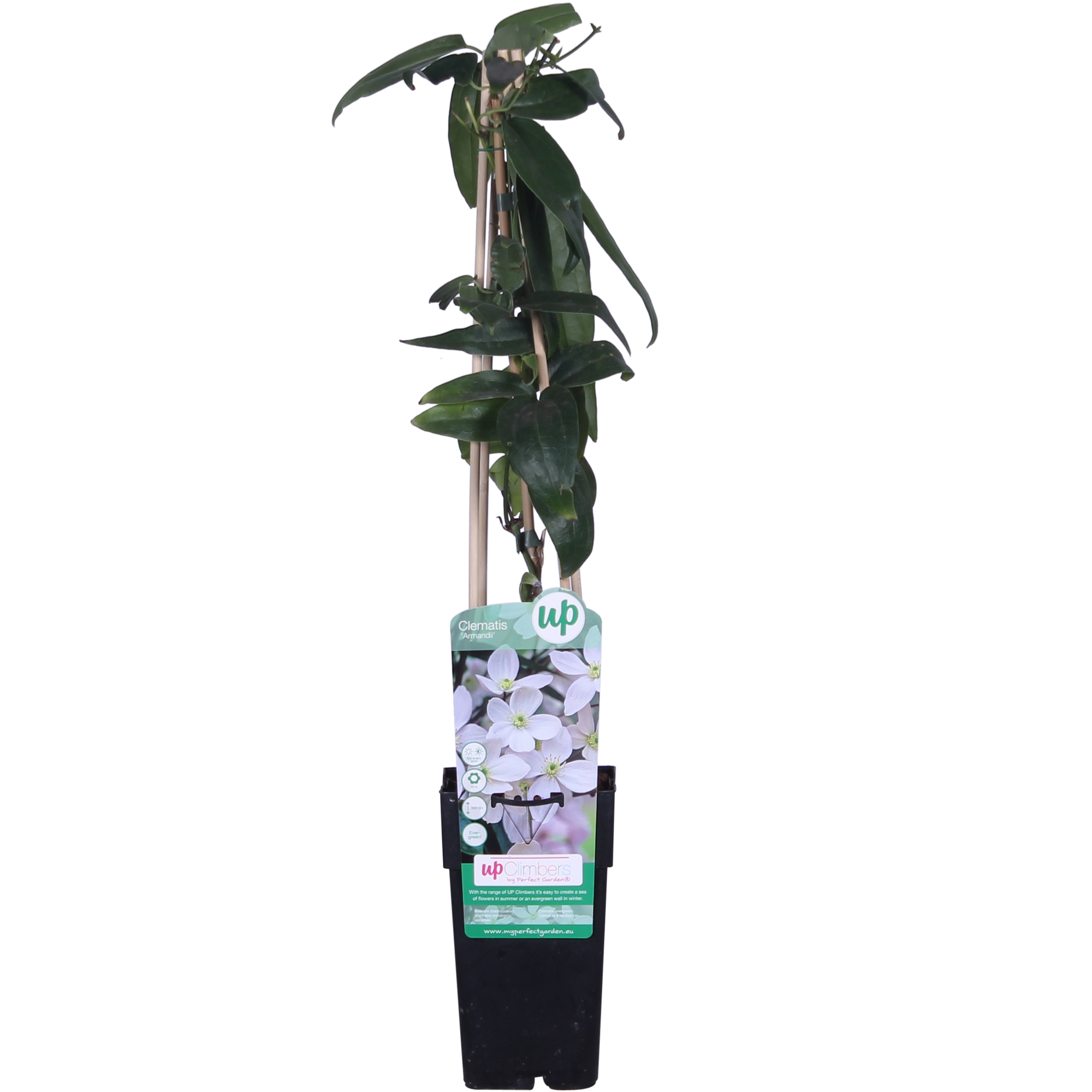 Clematis armandii - Groenblijvende Clematis Wit - Ø15cm - ↕65cm