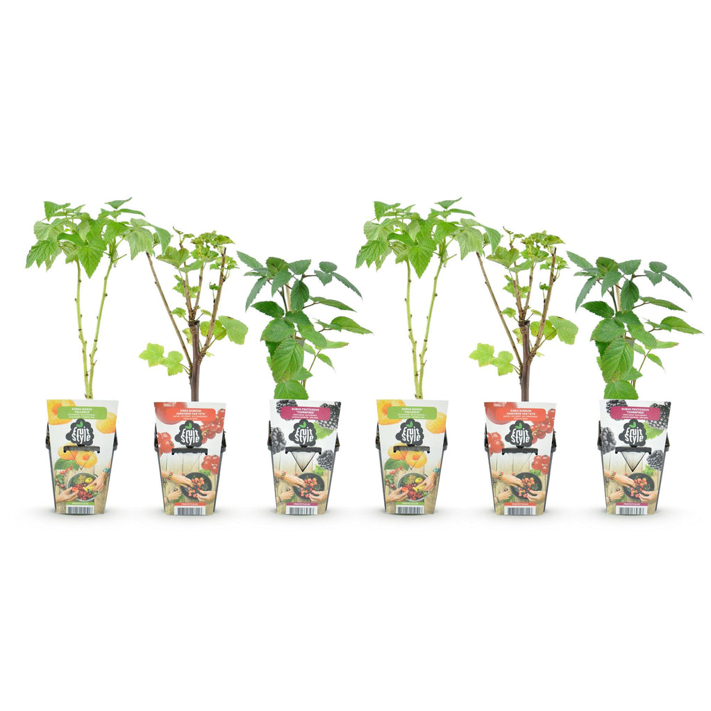 Green boutiQ - Fruitplanten - Tricolour - Rode Bes - Gele Framboos - Zwarte Braam  - Winterhard - 6 Planten - Pot  9cm