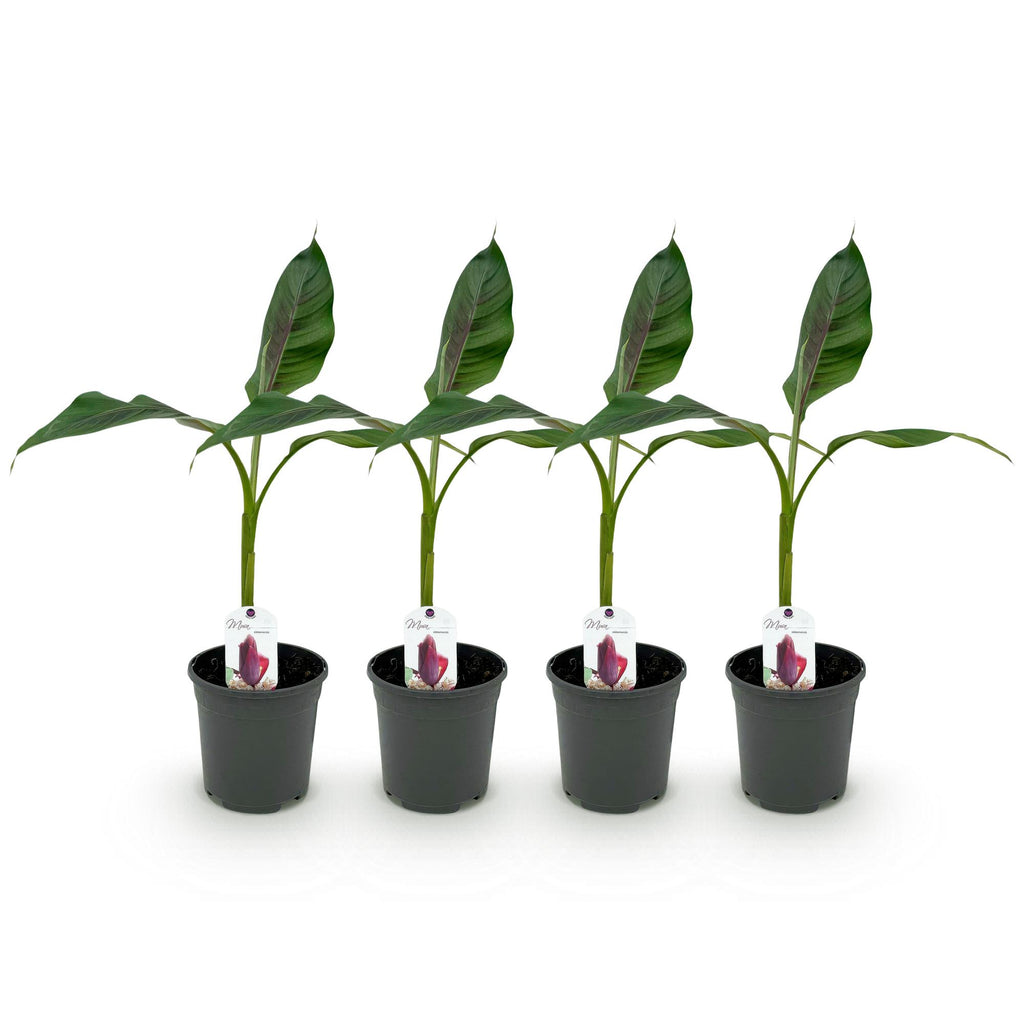 Green boutiQ - Fruitplant - Bananen plant - Musa sikkemensis Red Tiger - Winterhard - 4 planten - Pot 17cm Hoogte 40cm