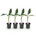 Green boutiQ - Fruitplant - Bananen plant - Musa sikkemensis Red Tiger - Winterhard - 4 planten - Pot 17cm Hoogte 40cm