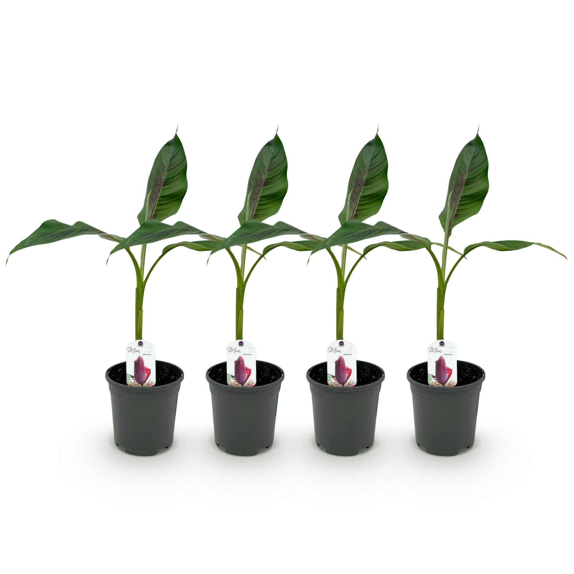 Green boutiQ - Fruitplant - Bananen plant - Musa sikkemensis Red Tiger - Winterhard - 4 planten - Pot 17cm Hoogte 40cm