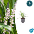12x Liriope muscari 'Monroe White' - ↕10-25cm - Ø9cm