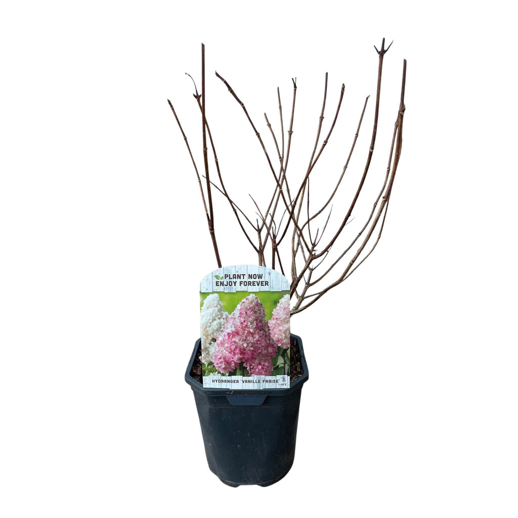 Green boutiQ - Pluim Hortensia - Hydrangea panniculata Vanille Fraise - Bloem Wit Roze  - 1 Plant - Bladverliezend - Grote Bloemen - Pot 17cm Hoogte 50cm