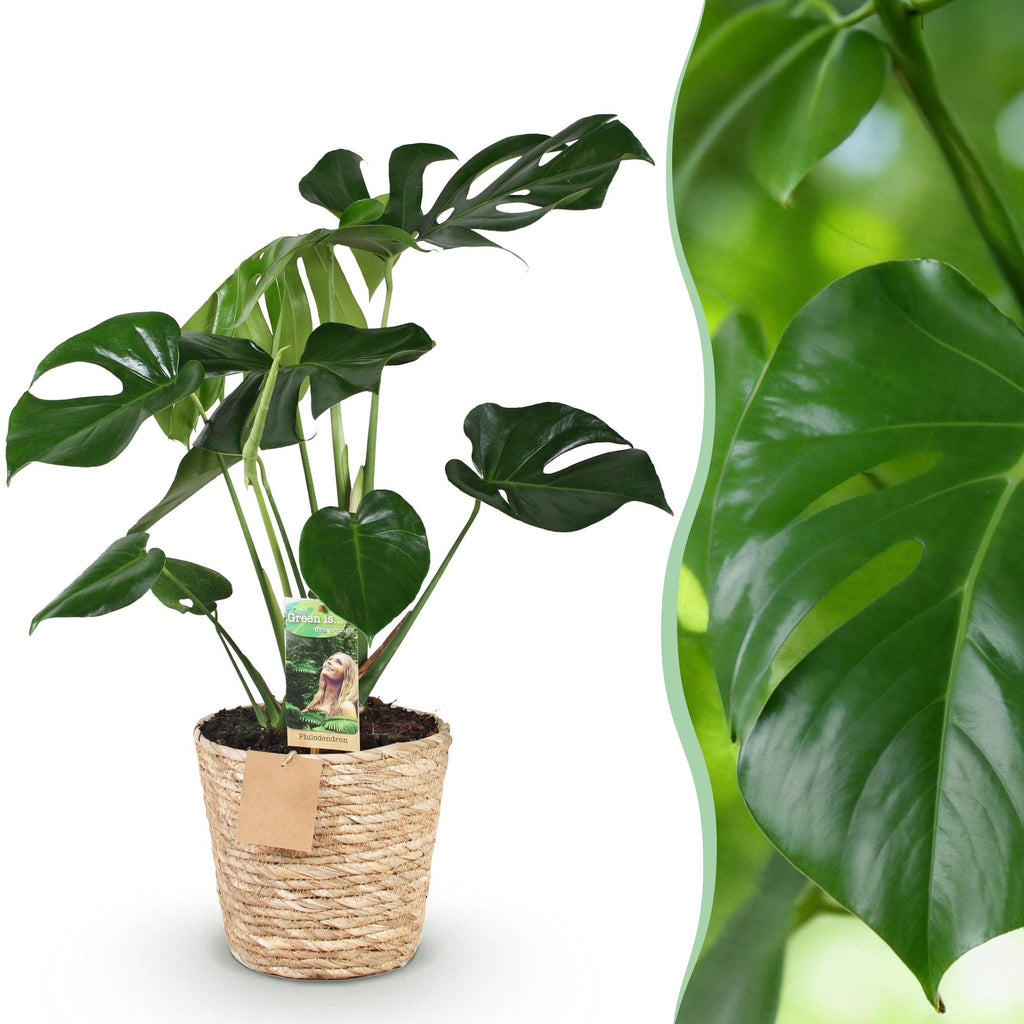 Green BoutiQ - Green is... Kamerplanten - Monstera Deliciosa - Gatenplant - Weinig onderhoud - met mand - Groen - 1 Plant - Pot 21cm - Hoogte 70-80cm