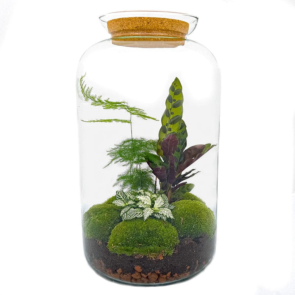 DIY Planten terrarium met licht - Sven XL Botanical - Ø 23 cm ↑ 43 cm - Rake + Shovel