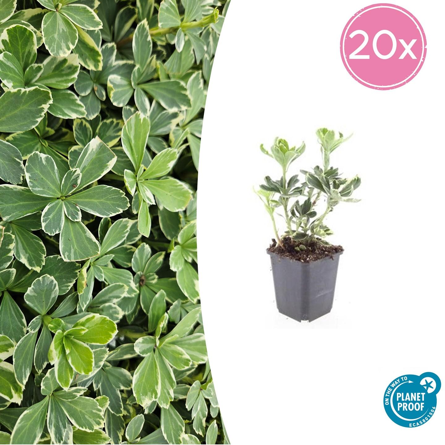 20x Pachysandra term. 'Variegata' - ↕10-25cm - Ø9cm