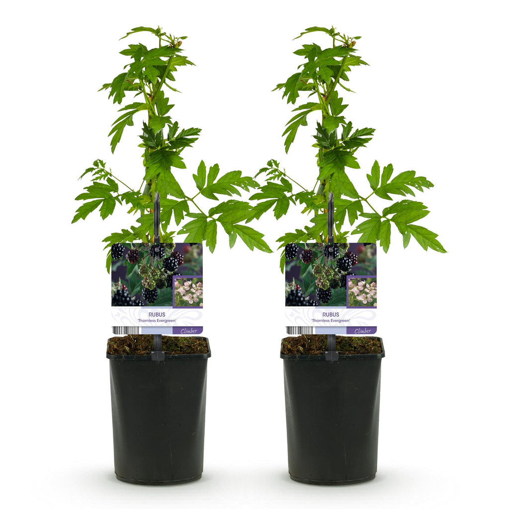 Green boutiQ - Fruitplant - Braam - Rubus Thornfree Evergreen - Zwarte Braam - Doornloos - 2 planten -  Pot 11cm Hoogte 40cm