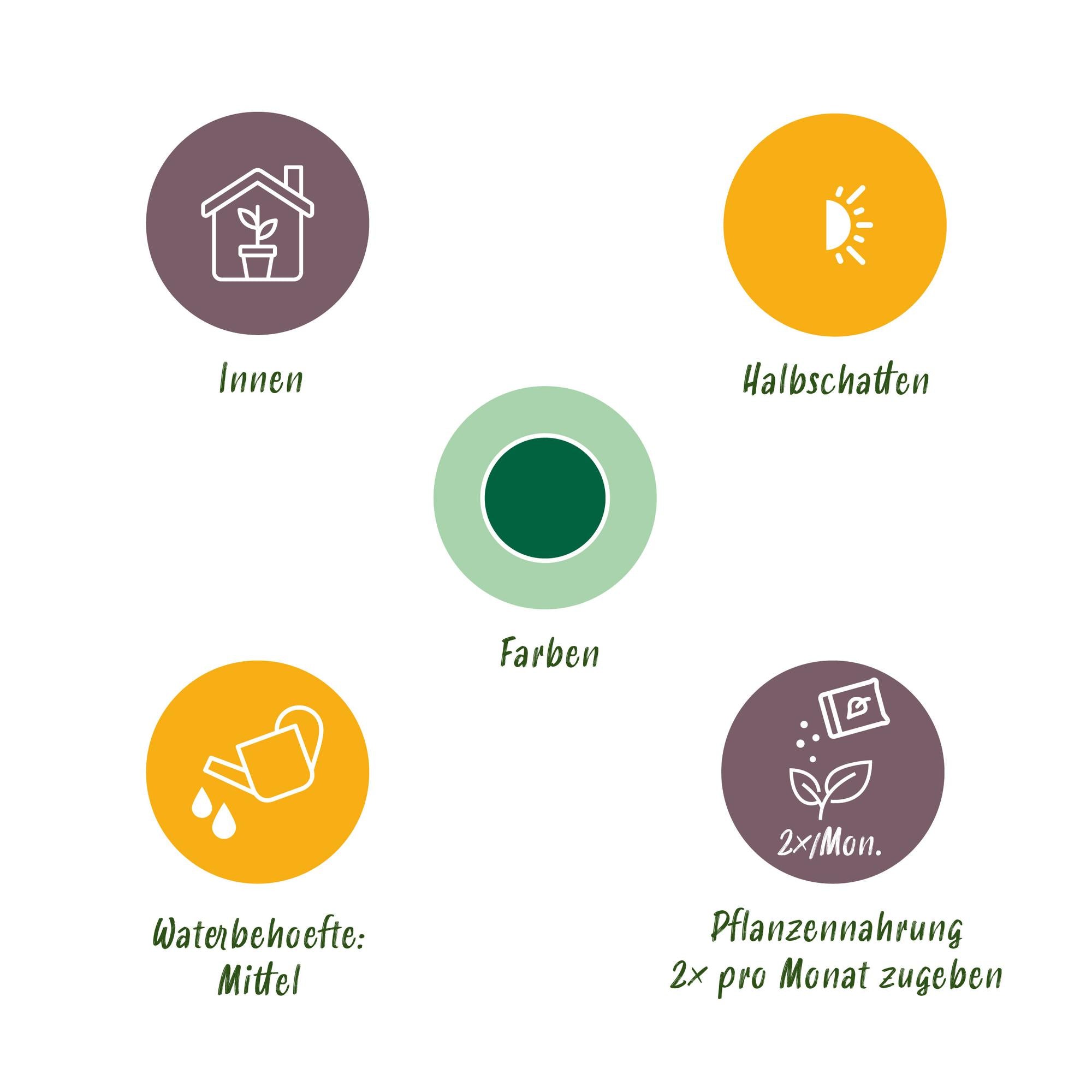 Green BoutiQ - Green is... Kamerplanten - Stelitzia Nicolai - Paradijsvogelbloem - Weinig onderhoud - met mand - Groen - 1 Plant - Pot 17cm - Hoogte 70-90cm