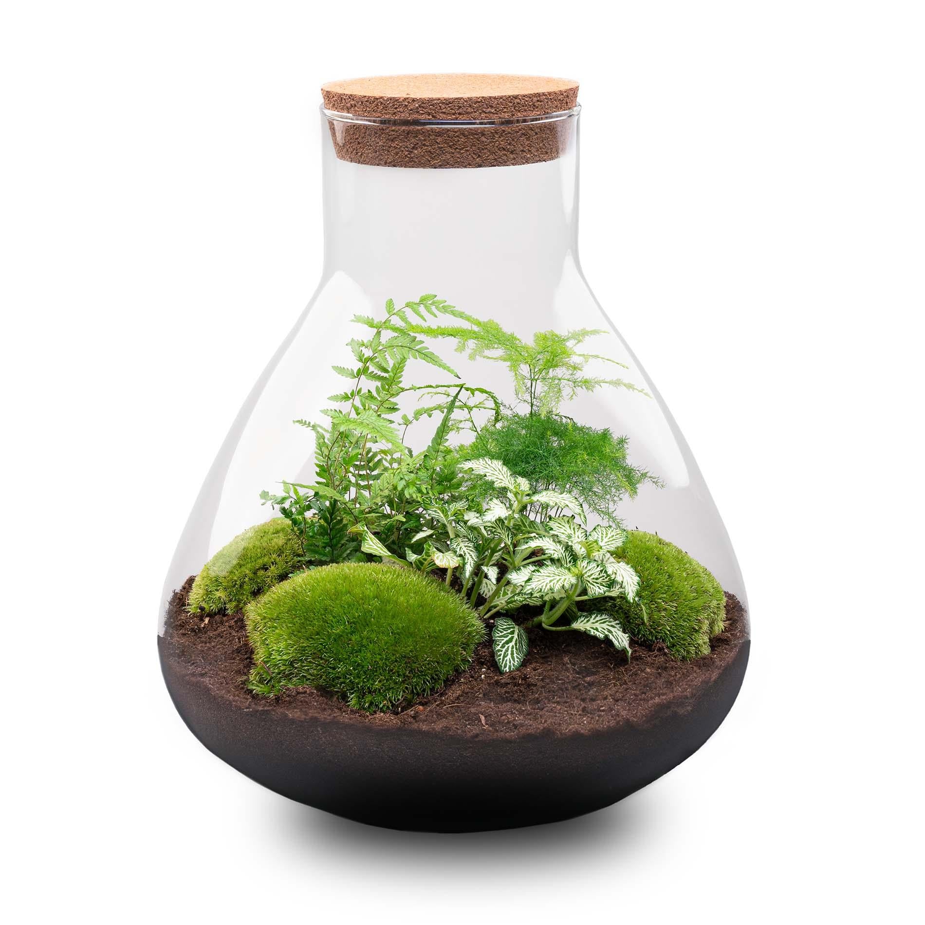 DIY Planten terrarium met licht - Sam XL Green - Ø 30 cm ↑ 32 cm - Rake + Shovel + Tweezer