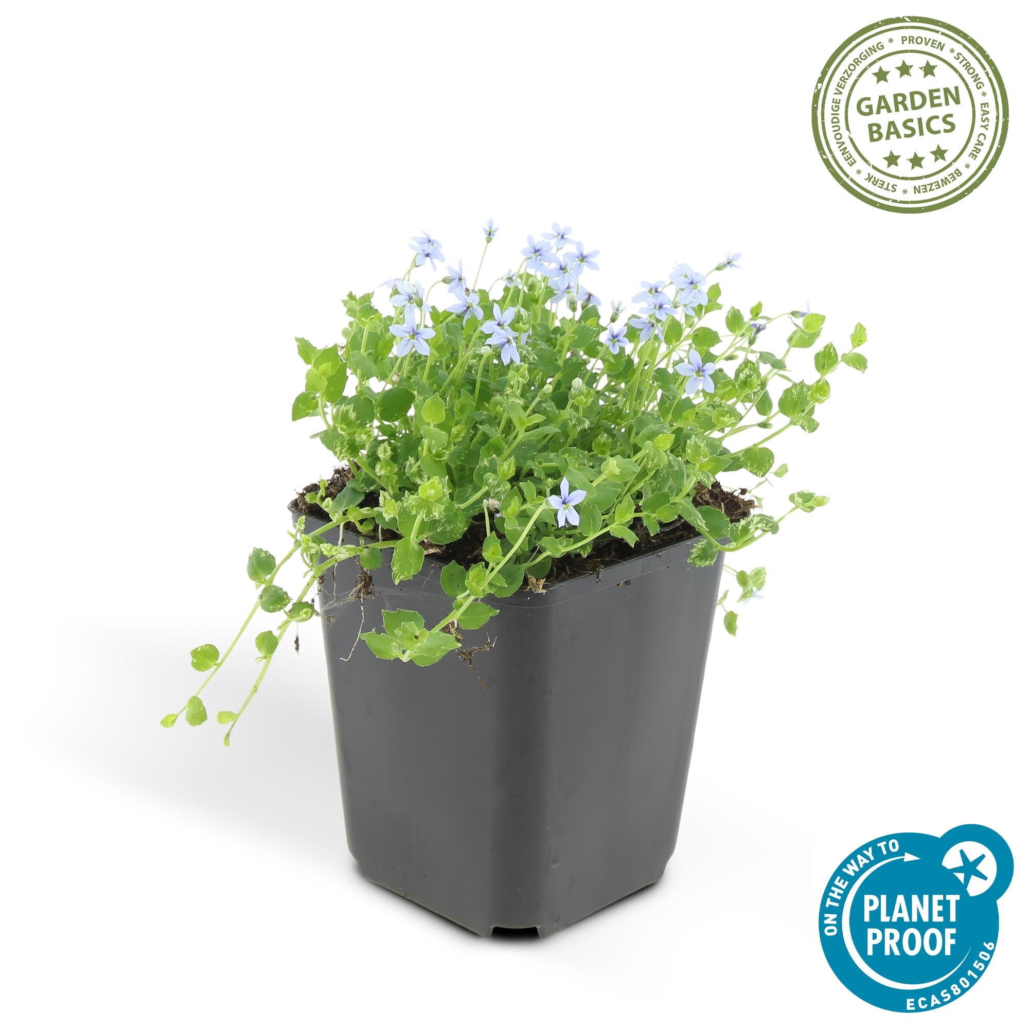 48x Isotoma fluviatilis - ↕10-25cm - Ø9cm