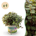 Green boutiQ - Kamerplant - Calissia repens - Kattengras - Huisdiervriendelijk - Groen - 4 Planten - Pot 12cm - Hoogte 17-20cm