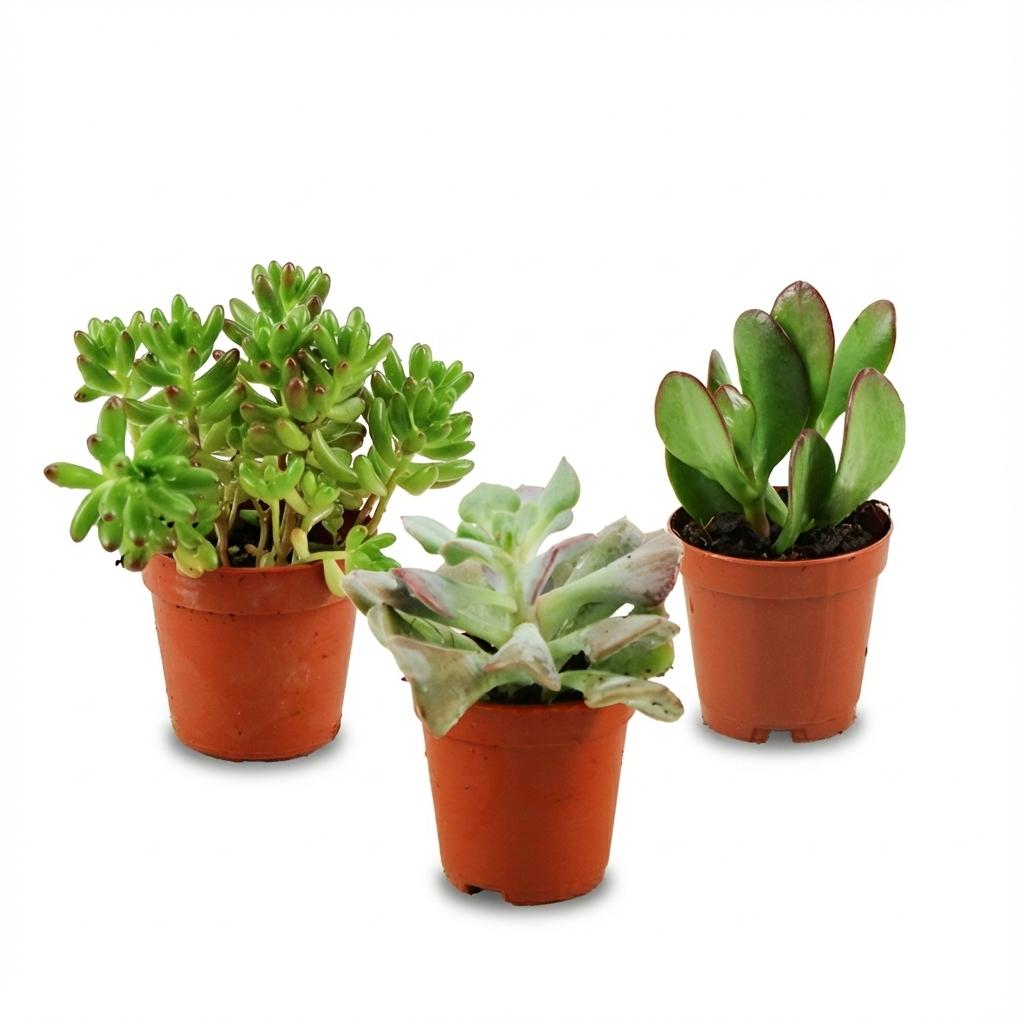 Mini Succulenten Mix - 3 Stuks - Ø 5,5 cm - Hoogte: 5-10 cm