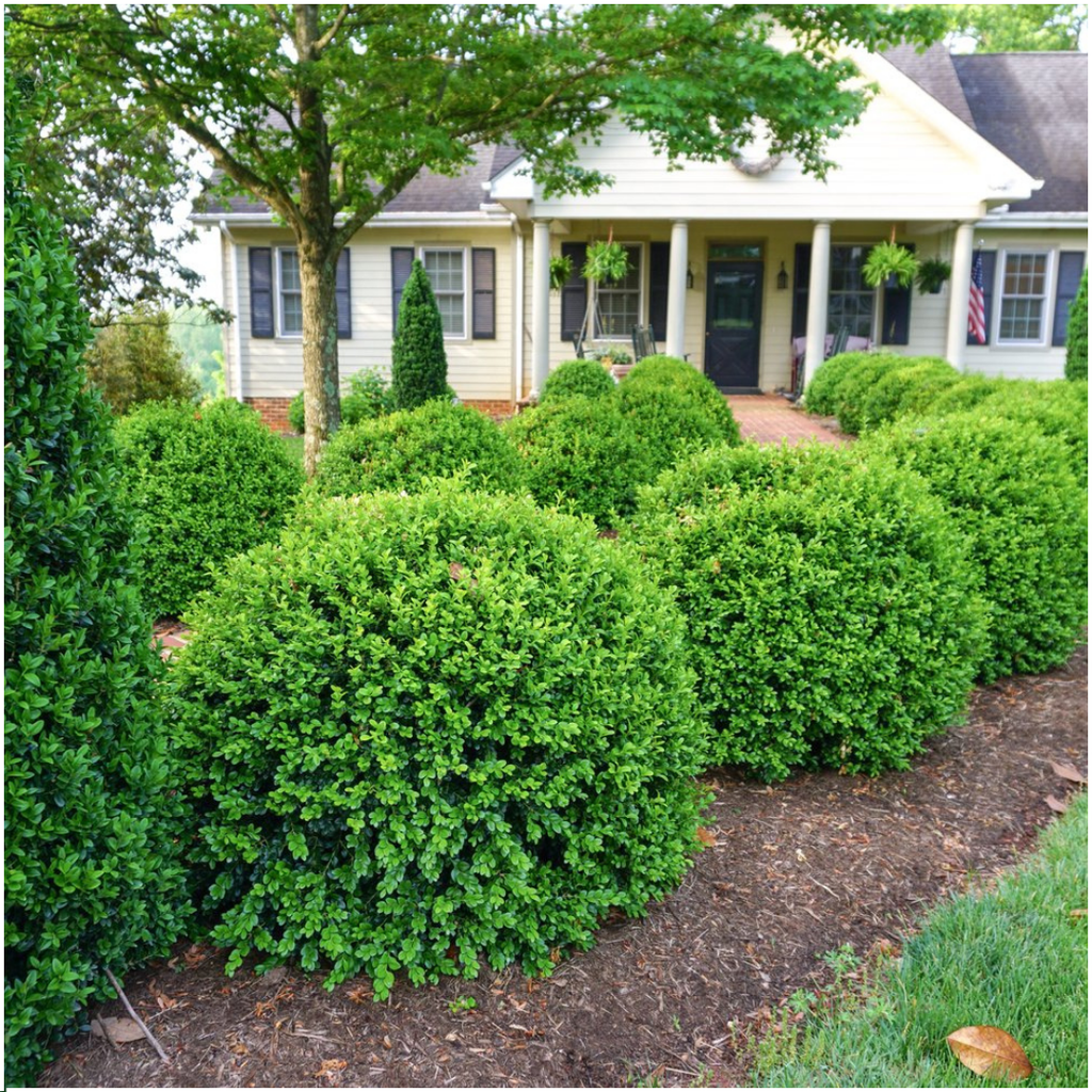 12 x 6-Pack Buxus NewGen Freedom – Winterharde Groenblijvende Struiken 72 x Ø7 cm - ↕15 cm | Compacte Buxus