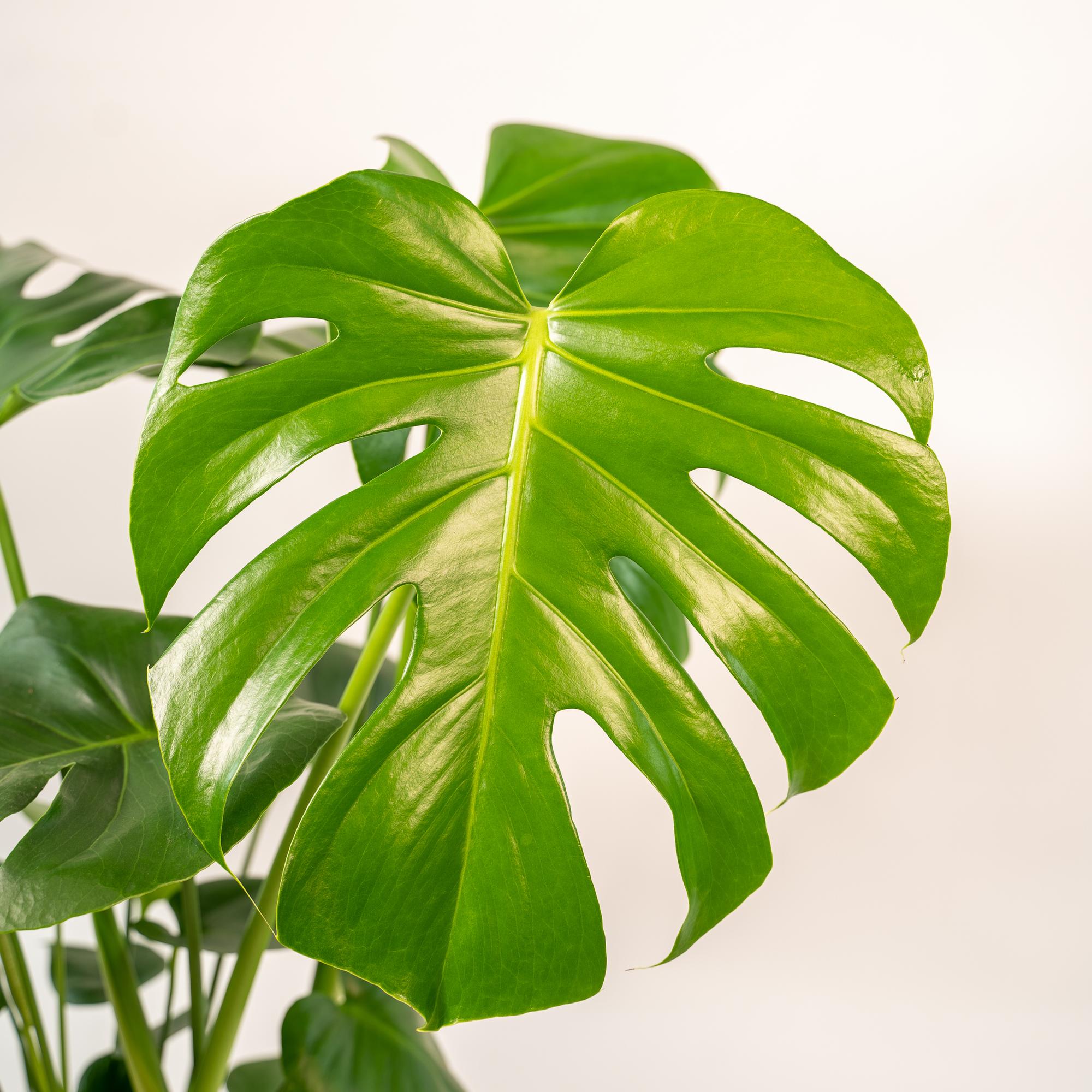 Monstera Deliciosa - ↨80cm - Ø21cm + Pot Mayk Gold