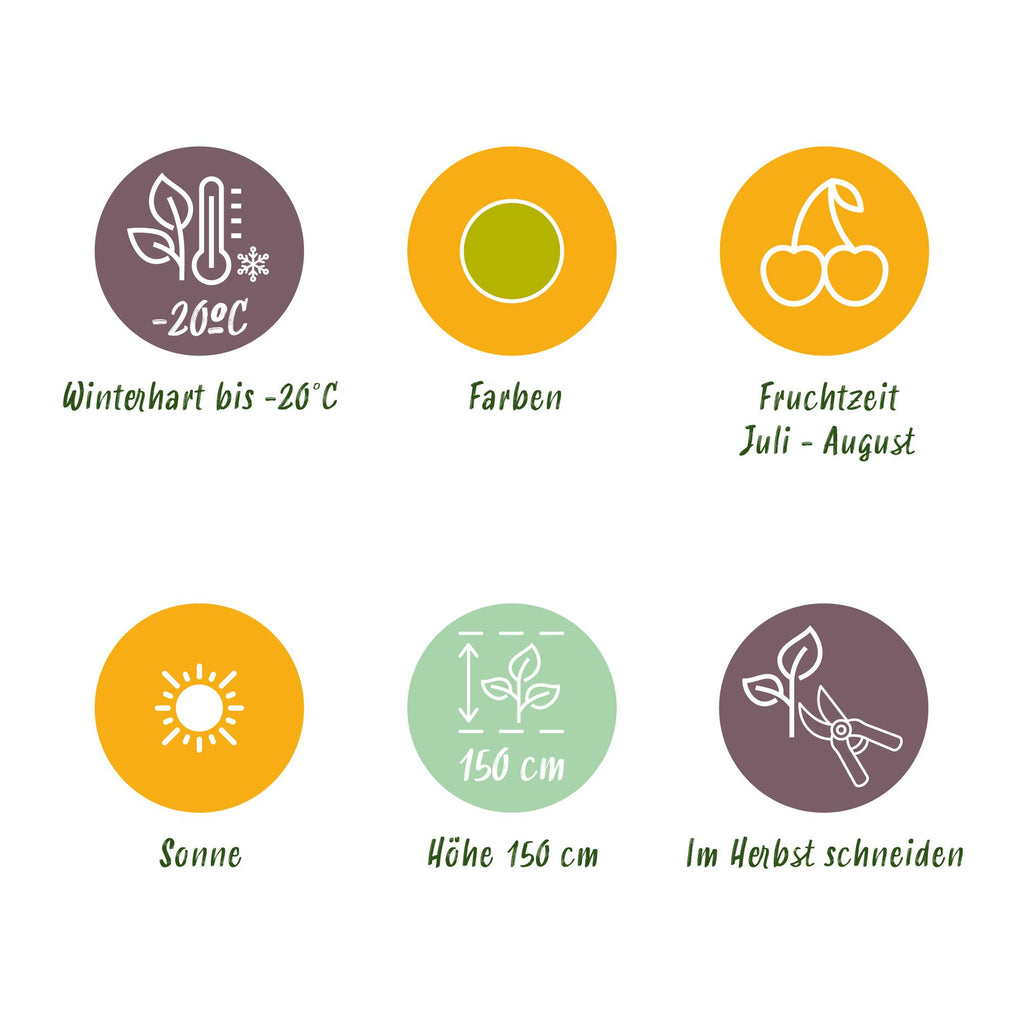 Green boutiQ - Fruitplanten - Kruisbes - Ribes uva-crispa Hinnonmaki Grun - Winterhard - 6 Planten - Pot 9 cm - Groene Bes