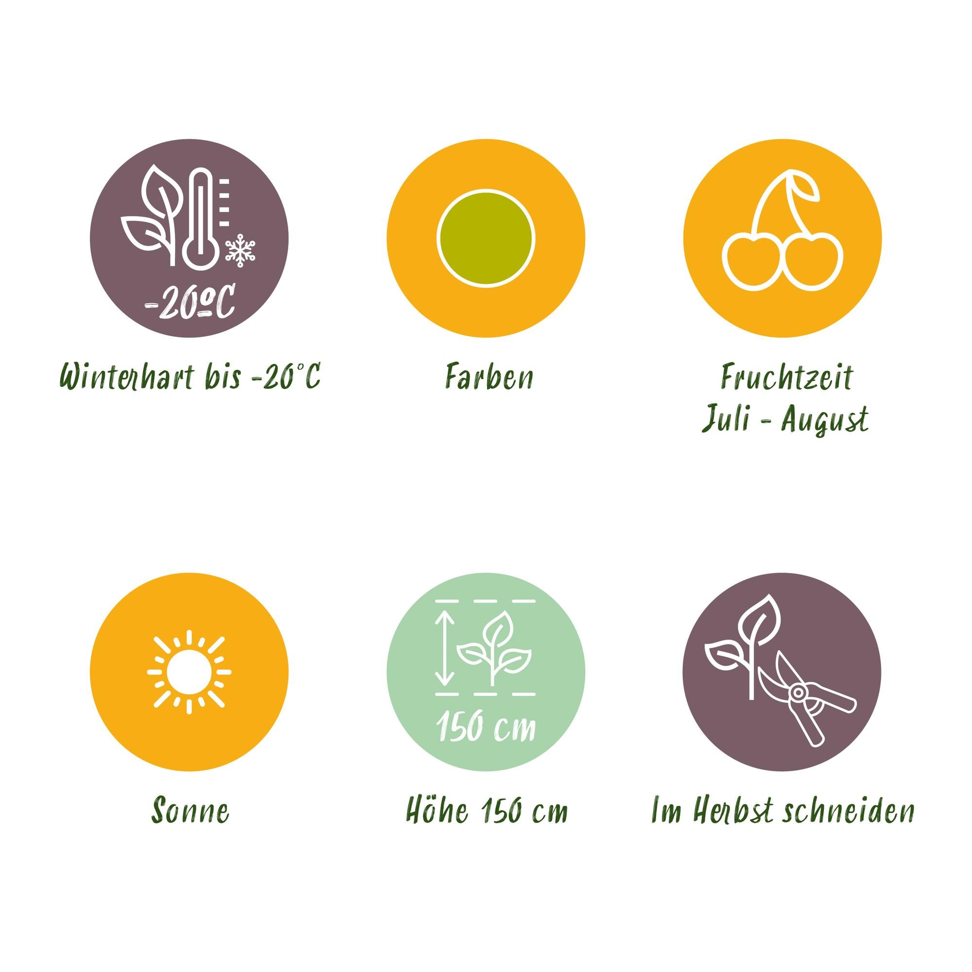 Green boutiQ - Fruitplanten - Kruisbes - Ribes uva-crispa Hinnonmaki Grun - Winterhard - 6 Planten - Pot 9 cm - Groene Bes