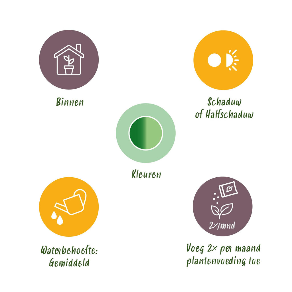 Green BoutiQ - Green is... Kamerplanten - Diefenbachia Compacta - Dieffenbachia - Weinig onderhoud - Groen - 2 Planten - Pot 17cm - Hoogte 45-50cm