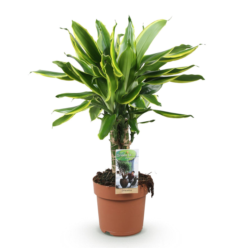 Green BoutiQ - Green is... Kamerplanten - Dracaena fragrans Golden Coast - Drakenbloedboom - Weinig onderhoud - Groen - 1 Plant - Pot 17cm - Hoogte 50-55cm