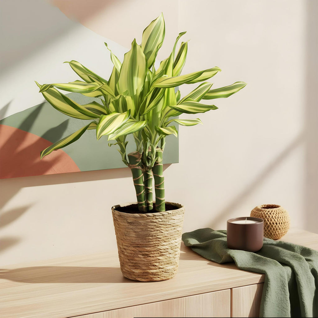Green BoutiQ - Green is... Kamerplanten - Dracaena fragrans Diamond Dream - Drakenbloedboom - Weinig onderhoud - met mand - Groen - 2 Planten - Pot 17cm - Hoogte 50-55cm